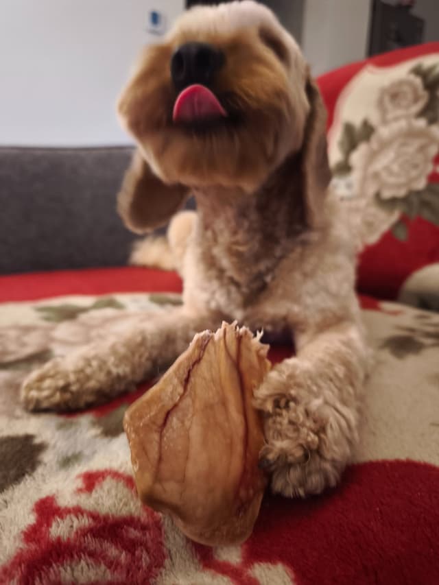 Pawderful gurmanas — augintinis su Pawderful skanėstais