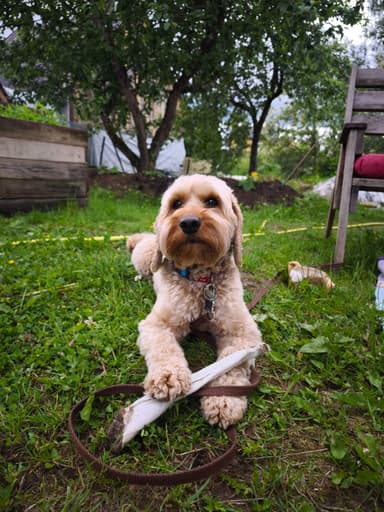 Pirkėjo augintinis su Pawderful skanėstais
