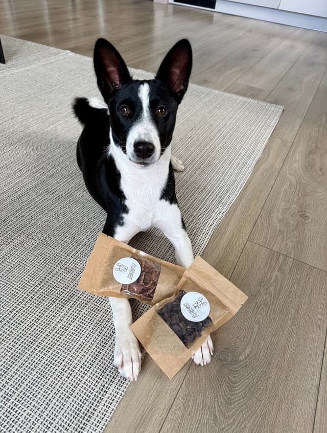 Pawderful gurmanas — augintinis su Pawderful skanėstais