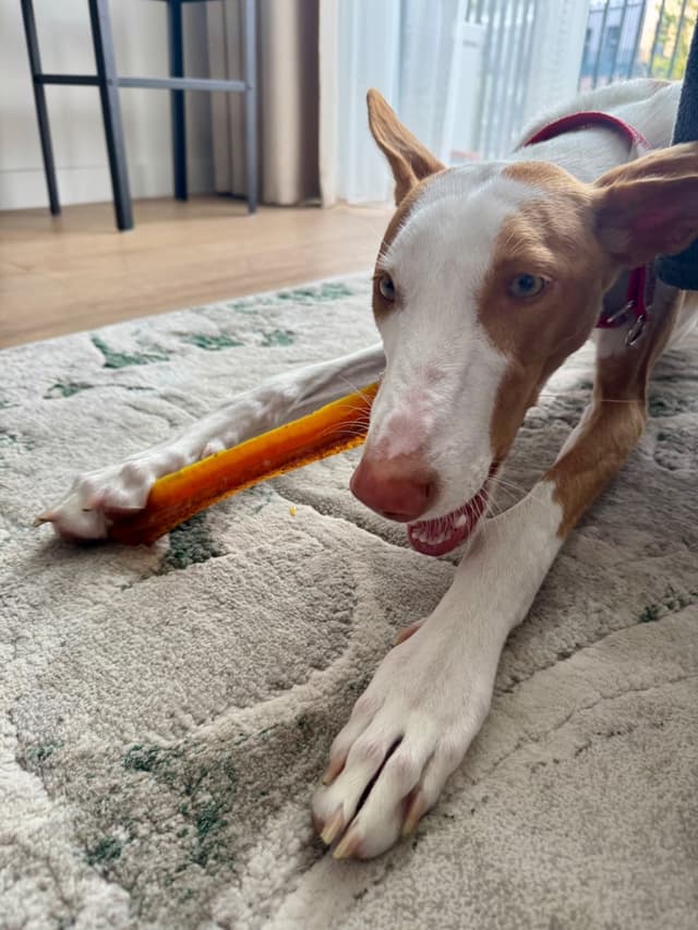 Pawderful gurmanas — augintinis su Pawderful skanėstais